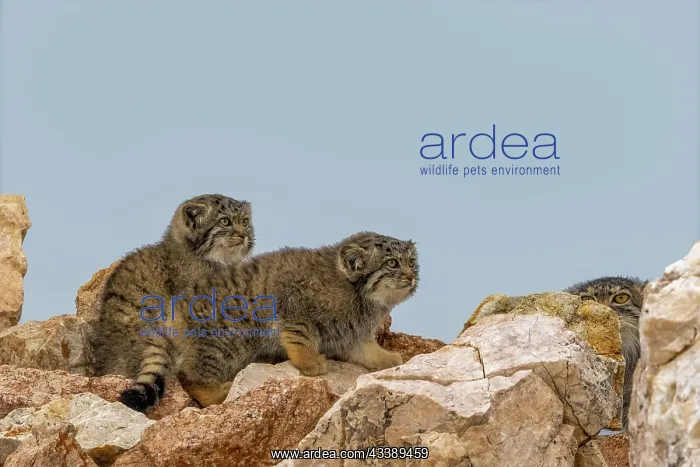 : PALLAS CAT OR MANUL : PALLAS CAT OR MANUL