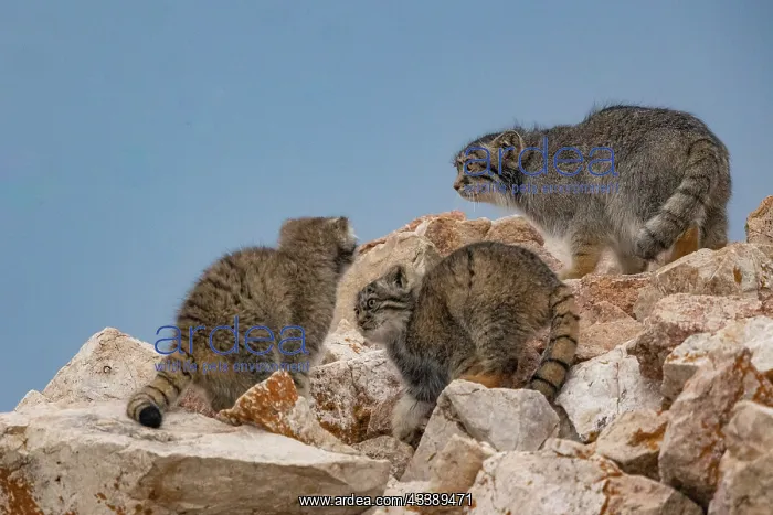 : PALLAS CAT OR MANUL : PALLAS CAT OR MANUL