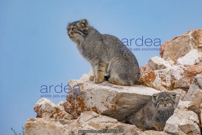 : PALLAS CAT OR MANUL : PALLAS CAT OR MANUL