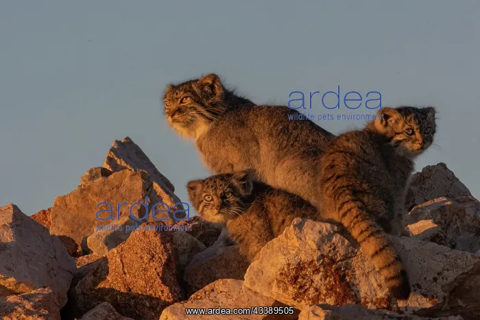 : PALLAS CAT OR MANUL : PALLAS CAT OR MANUL
