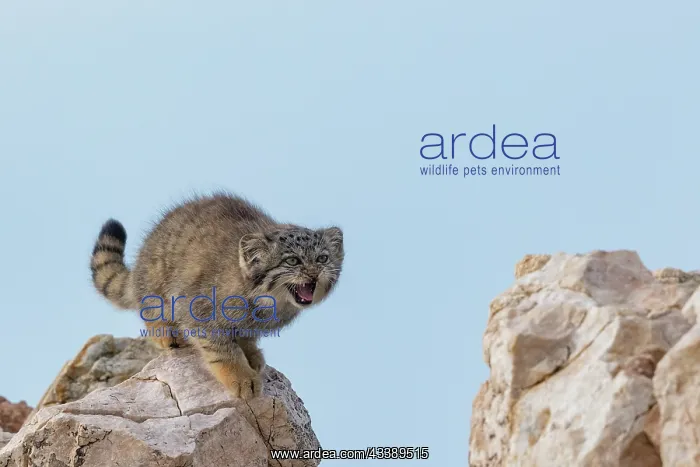 : PALLAS CAT OR MANUL : PALLAS CAT OR MANUL