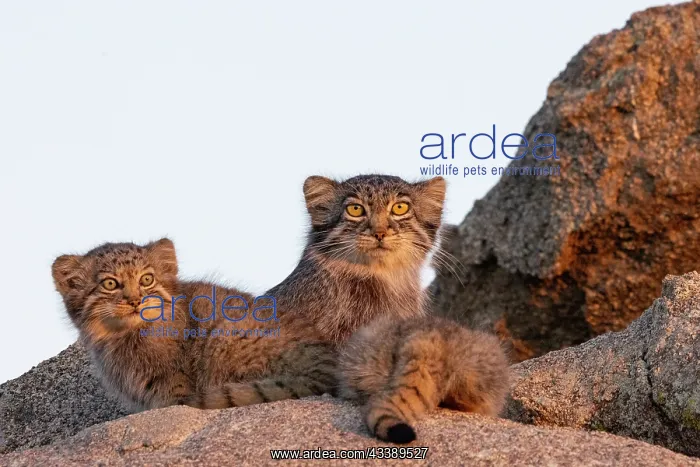 : PALLAS CAT OR MANUL : PALLAS CAT OR MANUL