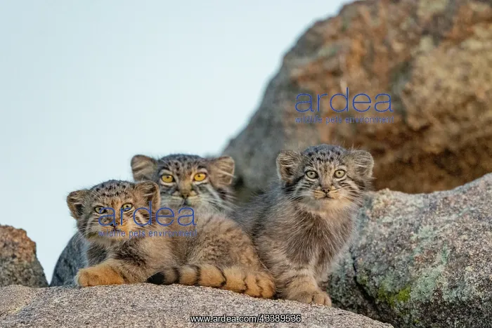 : PALLAS CAT OR MANUL : PALLAS CAT OR MANUL