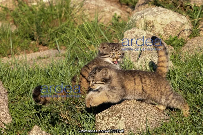 : PALLAS CAT OR MANUL : PALLAS CAT OR MANUL