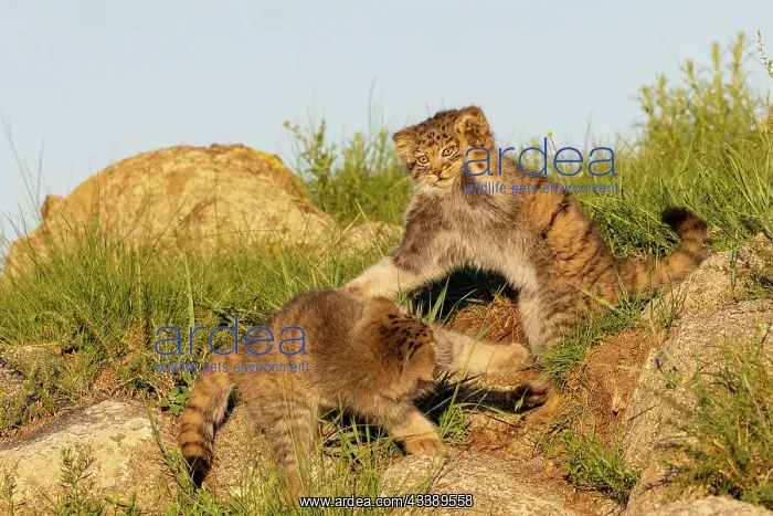 : PALLAS CAT OR MANUL : PALLAS CAT OR MANUL