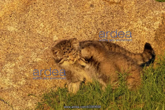 : PALLAS CAT OR MANUL : PALLAS CAT OR MANUL