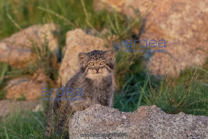 : PALLAS CAT OR MANUL : PALLAS CAT OR MANUL