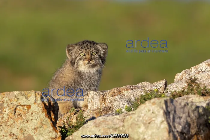 : PALLAS CAT OR MANUL : PALLAS CAT OR MANUL