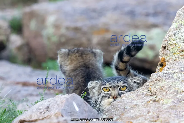 : PALLAS CAT OR MANUL : PALLAS CAT OR MANUL