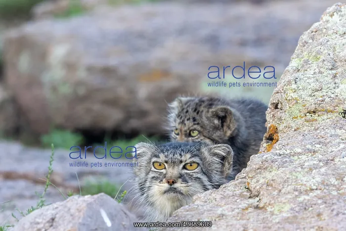 : PALLAS CAT OR MANUL : PALLAS CAT OR MANUL