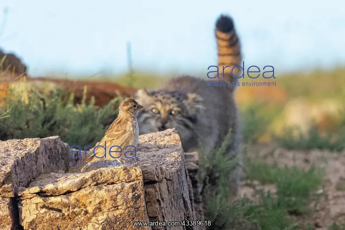 : PALLAS CAT OR MANUL : PALLAS CAT OR MANUL