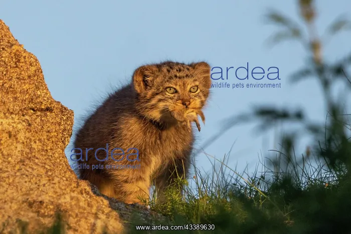: PALLAS CAT OR MANUL : PALLAS CAT OR MANUL