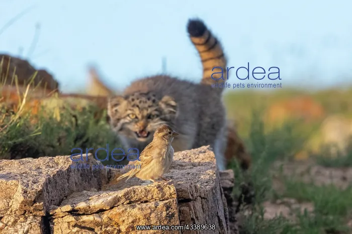 : PALLAS CAT OR MANUL : PALLAS CAT OR MANUL