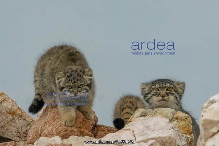 : PALLAS CAT OR MANUL : PALLAS CAT OR MANUL
