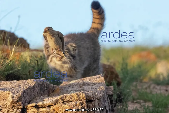  : PALLAS CAT OR MANUL