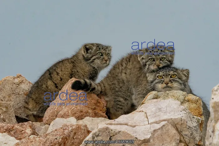 : PALLAS CAT OR MANUL : PALLAS CAT OR MANUL