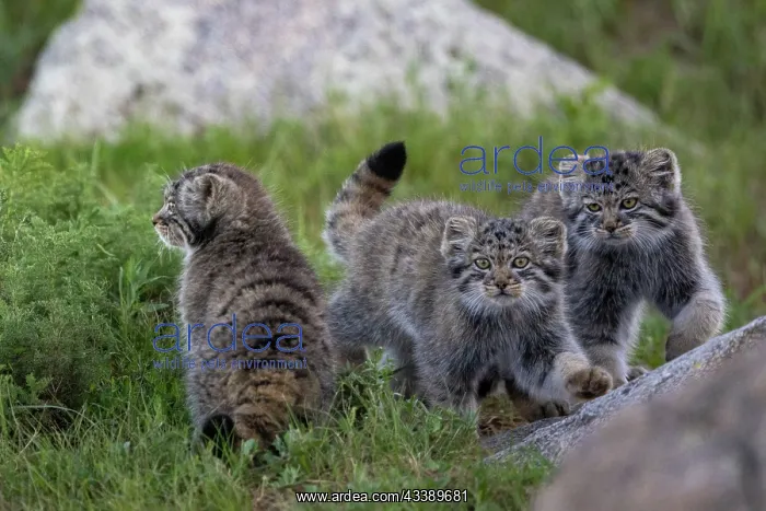 : PALLAS CAT OR MANUL : PALLAS CAT OR MANUL