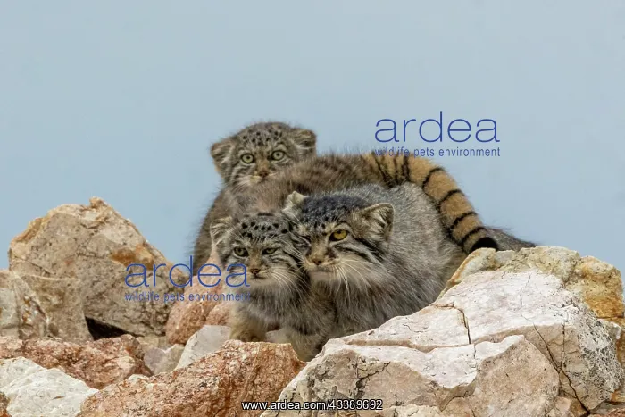 : PALLAS CAT OR MANUL : PALLAS CAT OR MANUL