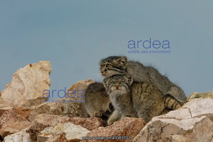 : PALLAS CAT OR MANUL : PALLAS CAT OR MANUL