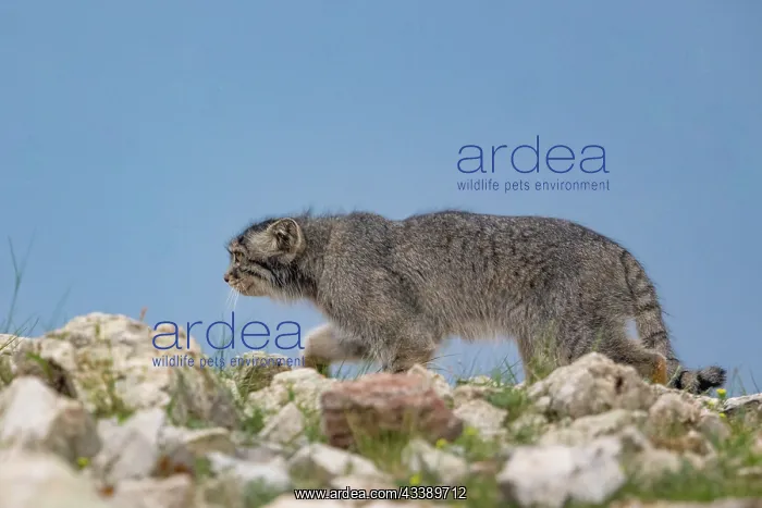 : PALLAS CAT OR MANUL : PALLAS CAT OR MANUL