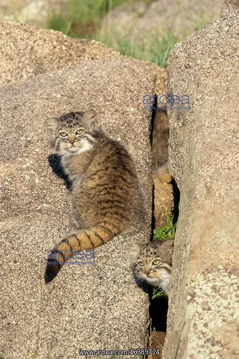 : PALLAS CAT OR MANUL : PALLAS CAT OR MANUL