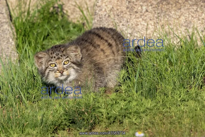 : PALLAS CAT OR MANUL : PALLAS CAT OR MANUL