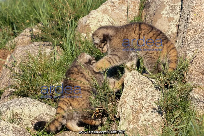 : PALLAS CAT OR MANUL : PALLAS CAT OR MANUL