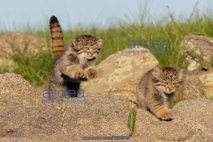  : PALLAS CAT OR MANUL
