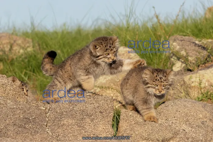 : PALLAS CAT OR MANUL : PALLAS CAT OR MANUL