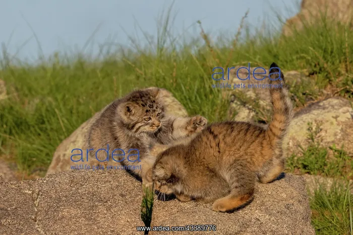 : PALLAS CAT OR MANUL : PALLAS CAT OR MANUL