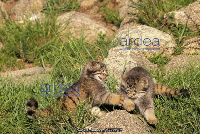 : PALLAS CAT OR MANUL : PALLAS CAT OR MANUL