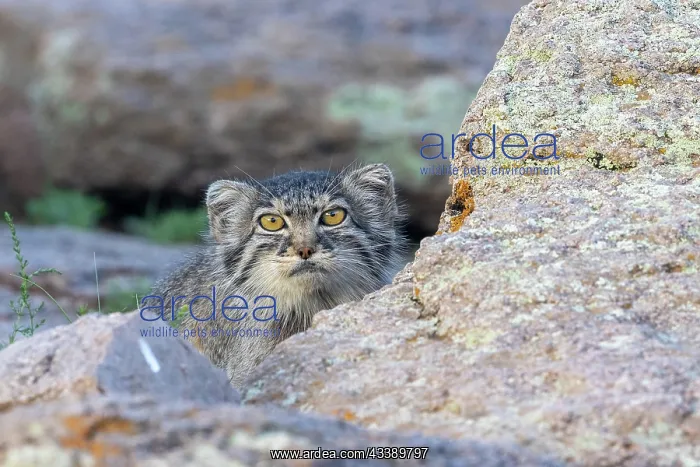 : PALLAS CAT OR MANUL : PALLAS CAT OR MANUL