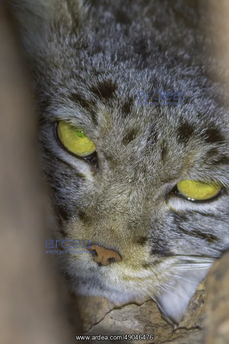 : PALLAS CAT OR MANUL : PALLAS CAT OR MANUL