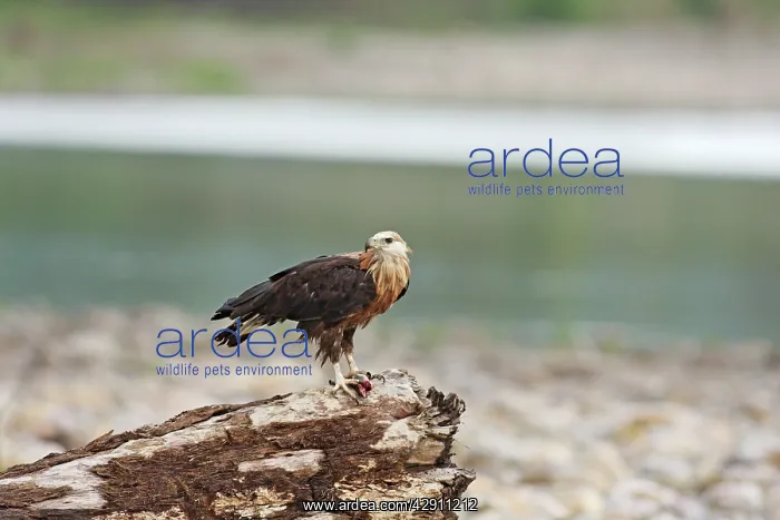  : Pallas Fishing Eagle with fish