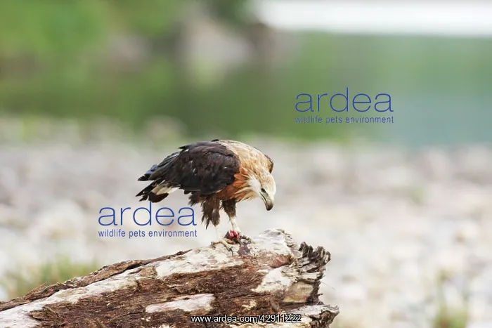  : Pallas Fishing Eagle with fish