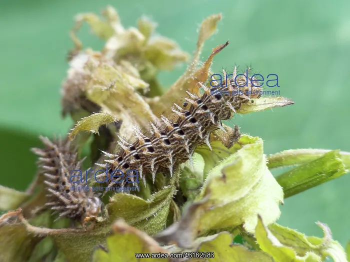 : Pallas Fritillary : Pallas Fritillary