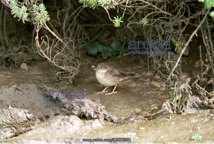 : Pallas Grasshopper Warbler : Pallas Grasshopper Warbler