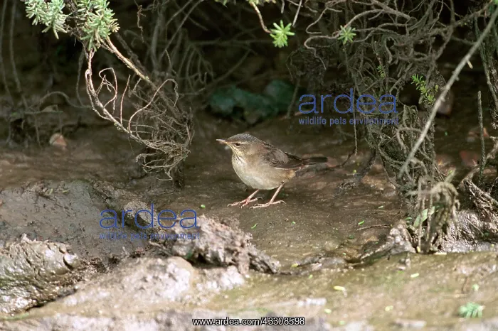 : Pallas Grasshopper Warbler : Pallas Grasshopper Warbler