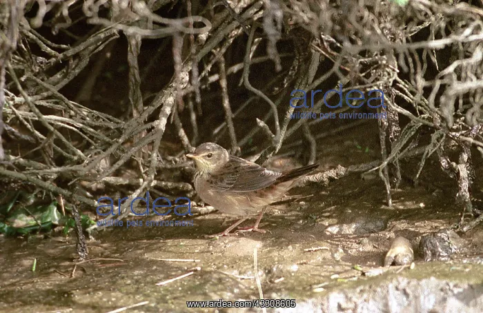 : PALLAS GRASSHOPPER WARBLER : PALLAS GRASSHOPPER WARBLER