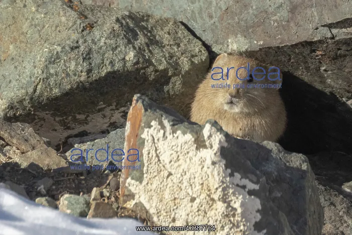 : PALLAS PIKA : PALLAS PIKA