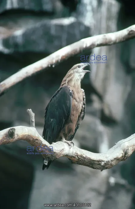 : Pallas Sea Eagle Calling : Pallas Sea Eagle Calling