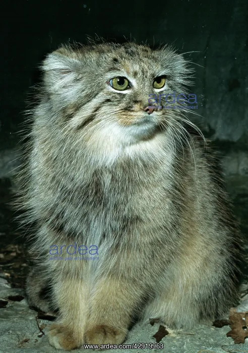 : PALLASI CAT - sitting : PALLASI CAT - sitting