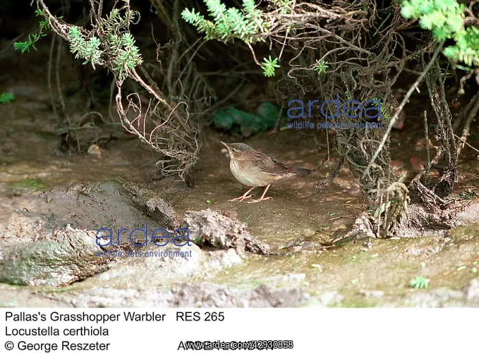 : PALLASI GRASSHOPPER WARBLER : PALLASI GRASSHOPPER WARBLER