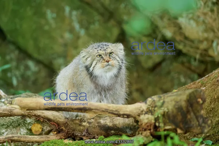 : Pallass cat (Otocolobus manul), captive : Pallass cat (Otocolobus manul), captive