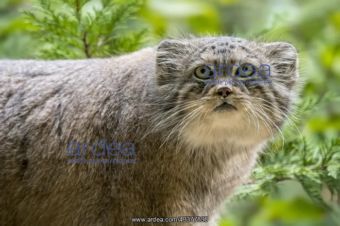 : Pallas's cat (Otocolobus manul), manul wild cat : Pallas's cat (Otocolobus manul), manul wild cat