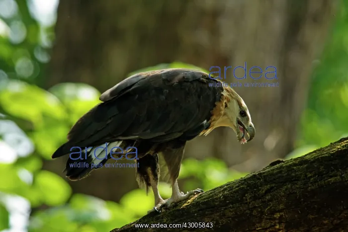 : Pallas's Fish Eagle with fish prey : Pallas's Fish Eagle with fish prey