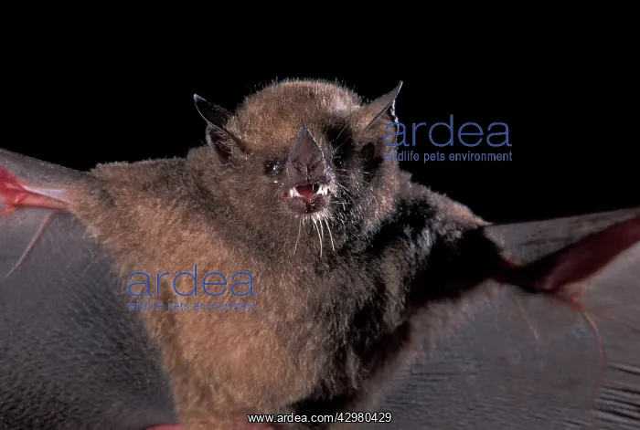 : Pallas's Long-tongued Bat : Pallas's Long-tongued Bat