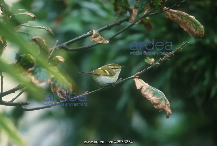  : Pallas's  /  PallasIs Leaf Warbler - October