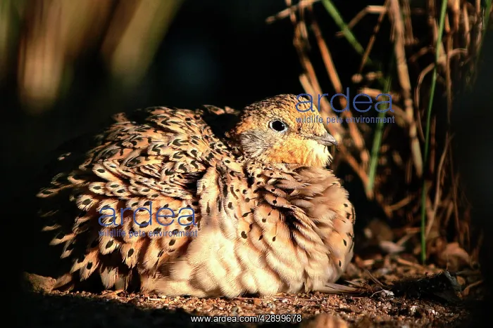 : Pallas's Sandgrouse - female : Pallas's Sandgrouse - female