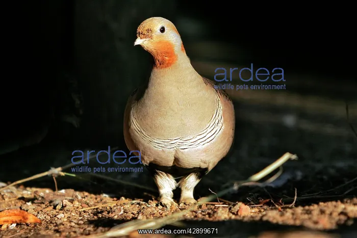 : Pallas's Sandgrouse - male : Pallas's Sandgrouse - male